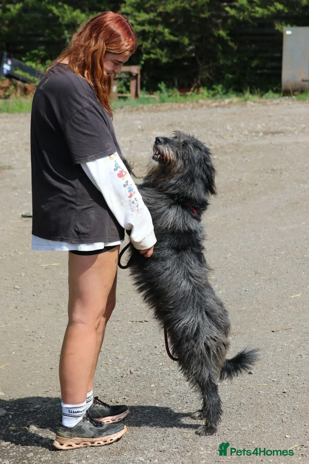 Mixed Breed dogs for adoption: Herbie 💚 Female-only home needed! - Advert 8