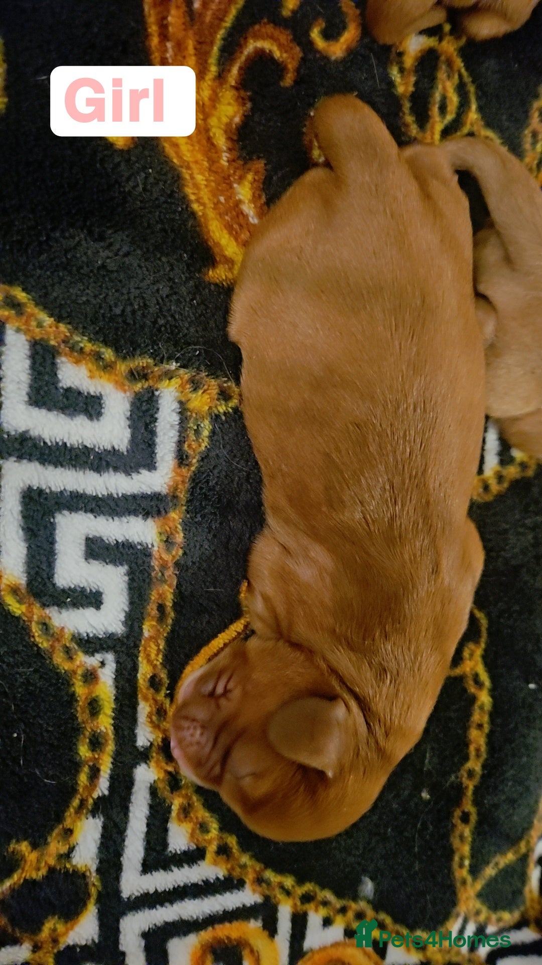 Cavalier King Charles Spaniel dogs for sale: Cavalier king charles puppys READY NOW pedigree KC - Advert 24