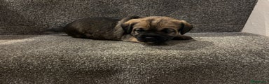 Border Terrier Puppy 5