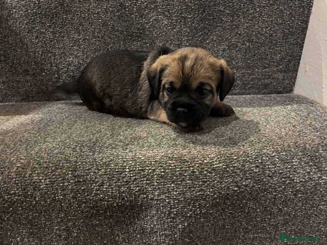 Border Terrier dogs for sale: KC Reg Border Terrier’s - 3 girls available - Advert 7
