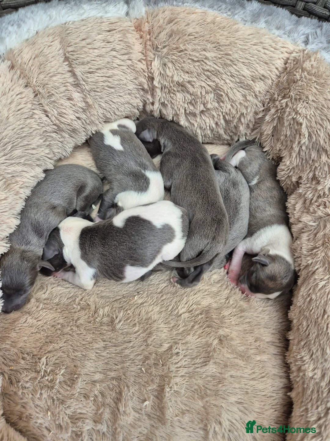 Whippet dogs for sale: Kc reg whippet pups  in Swansea - Advert 2