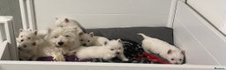 West Highland Terrier dogs for sale: Beautiful west highland puppies - Advert 17