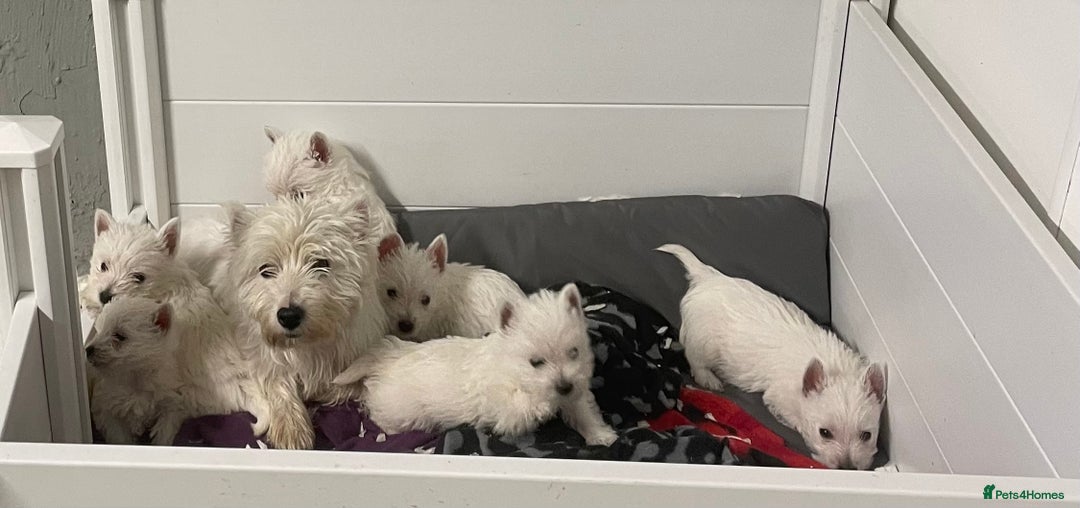 West Highland Terrier dogs for sale: Beautiful west highland puppies - Advert 17