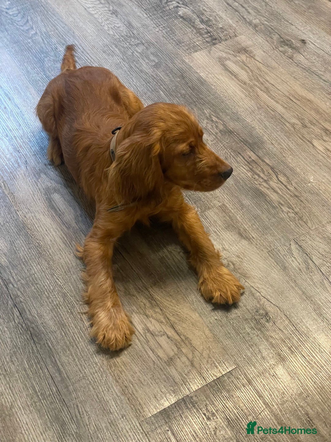Cocker Spaniel dogs for sale: et Buster: Fully Trained Loving Red Cocker Spaniel - Advert 8