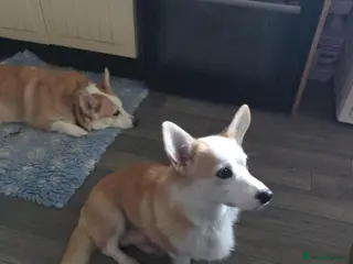 Welsh Corgi Pembroke dogs Retired pembcorgi girl fully dna tested - Advert 6