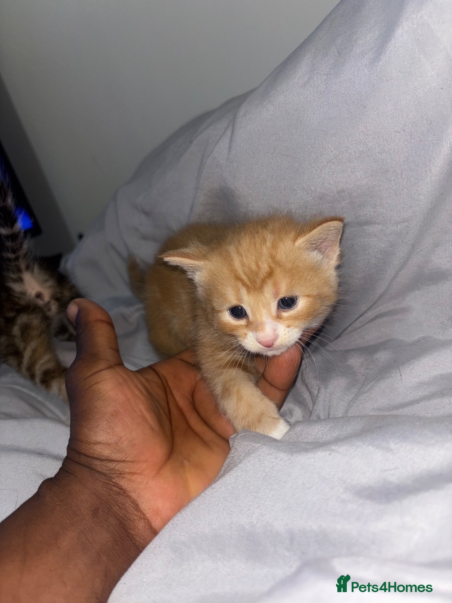 Mixed Breed cats for sale: 5 Beautiful Tabby Mixed Kittens  - Advert 2
