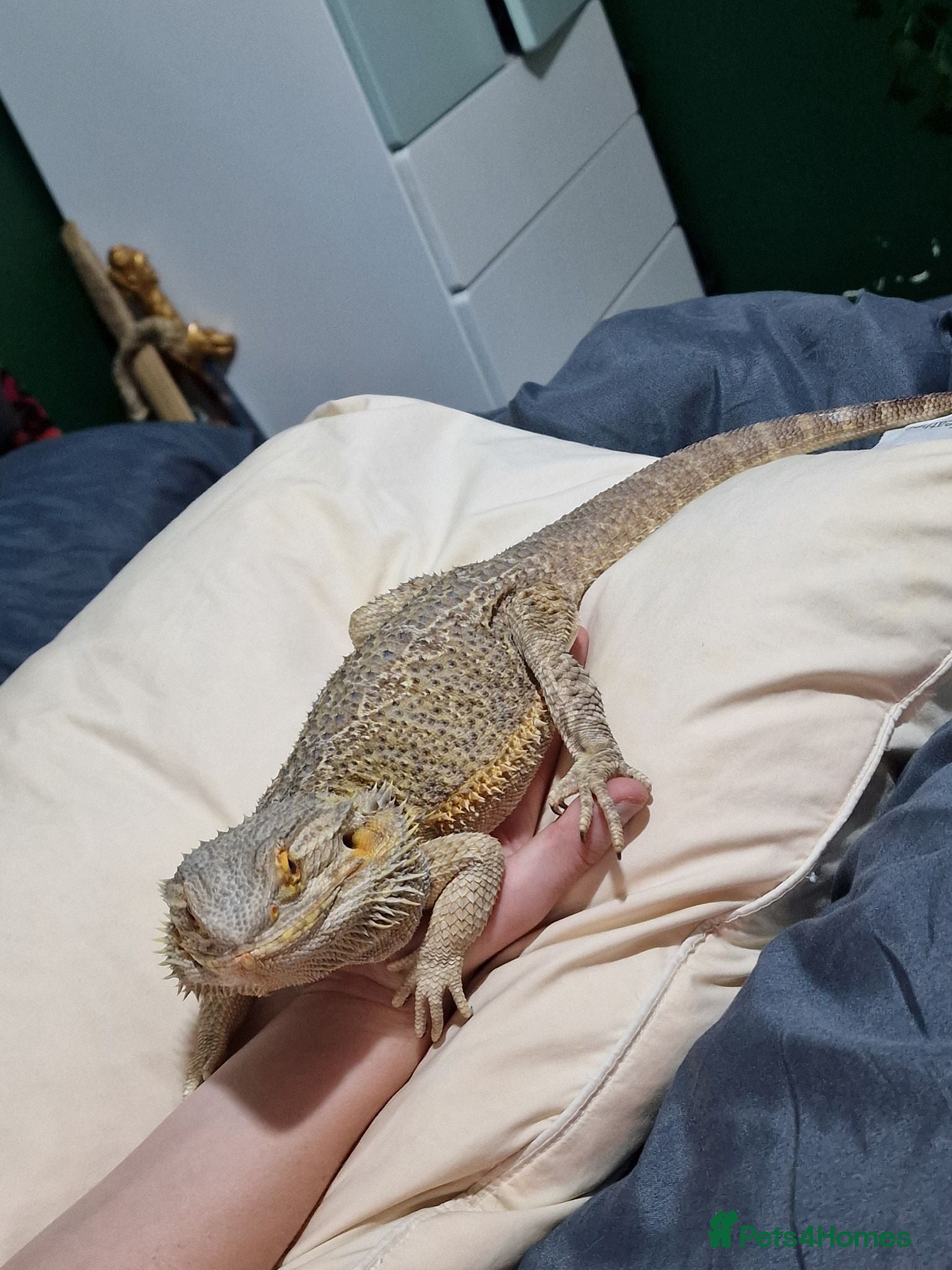 Bearded Dragon reptiles Bearded Dragon - Thunder - Advert 1