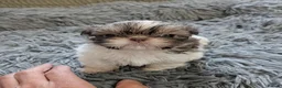 Shih Tzu dogs for sale: Clan of beautiful Shih tzu Toebeans  - Advert 9