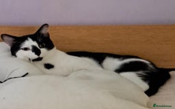 Savannah cats for sale: Savanah  in Spalding - Image 17