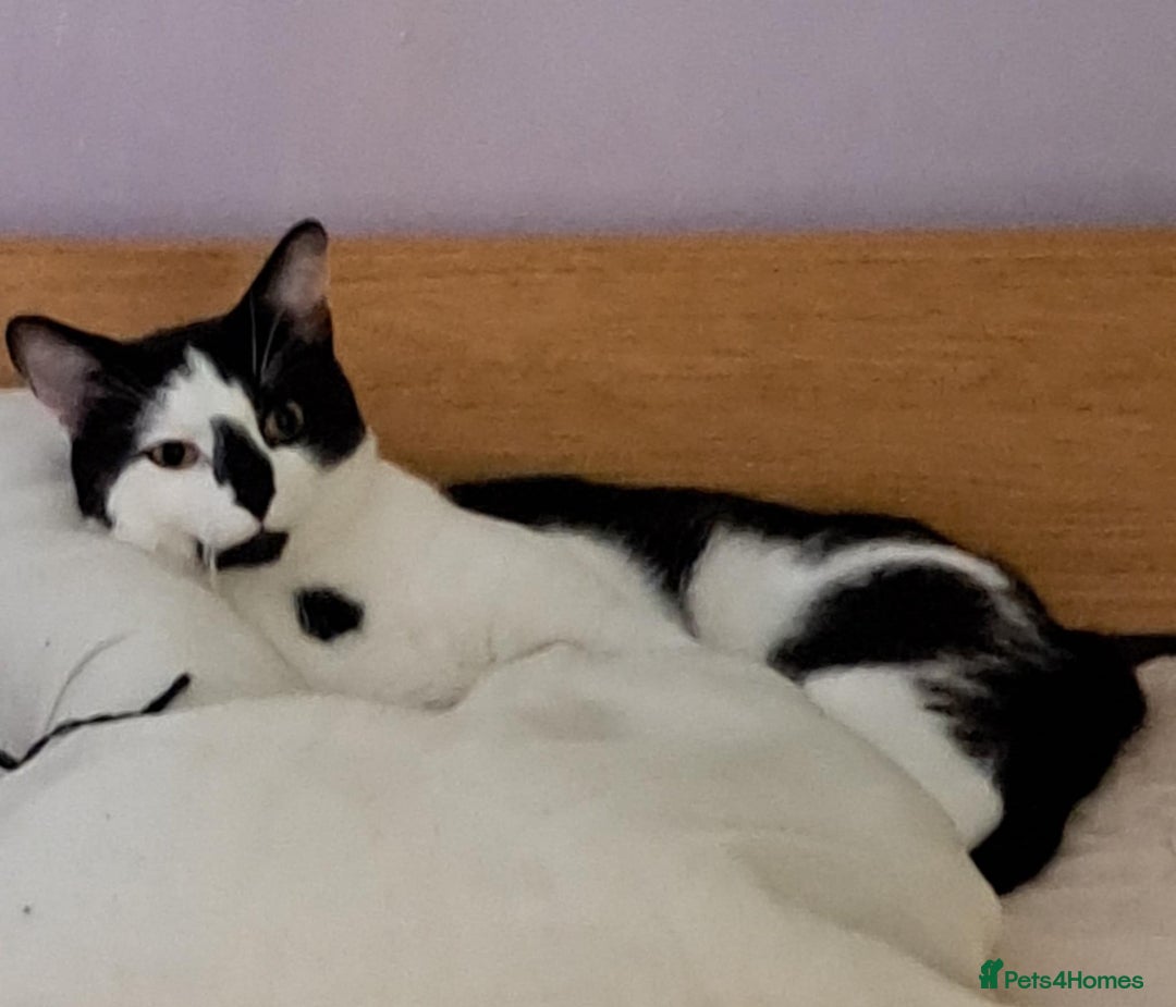 Savannah cats for sale: Savanah  in Spalding - Image 17