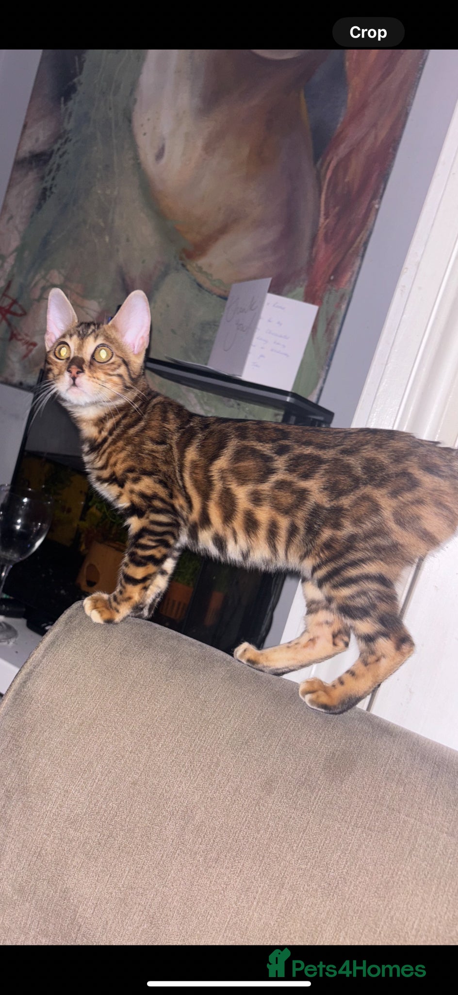 Bengal cats ⭐ TICA reg Bengal champion lines waiting list ⭐  - Advert 1