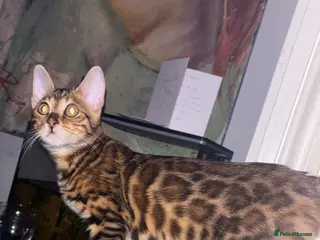 Bengal cats ⭐ TICA reg Bengal champion lines waiting list ⭐ - Advert 3