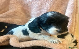 Cockapoo dogs for sale: Playful Cockerpoos  - Image 3