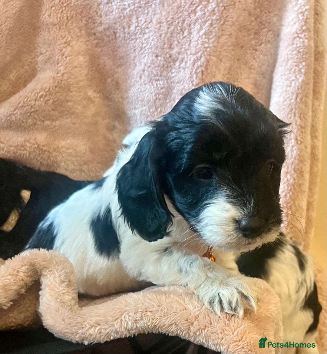 Cockapoo dogs for sale: Playful Cockerpoos  - Image 3