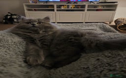 British Longhair cats for sale: Gorgeous GCCF long-haired British girl  - Image 13