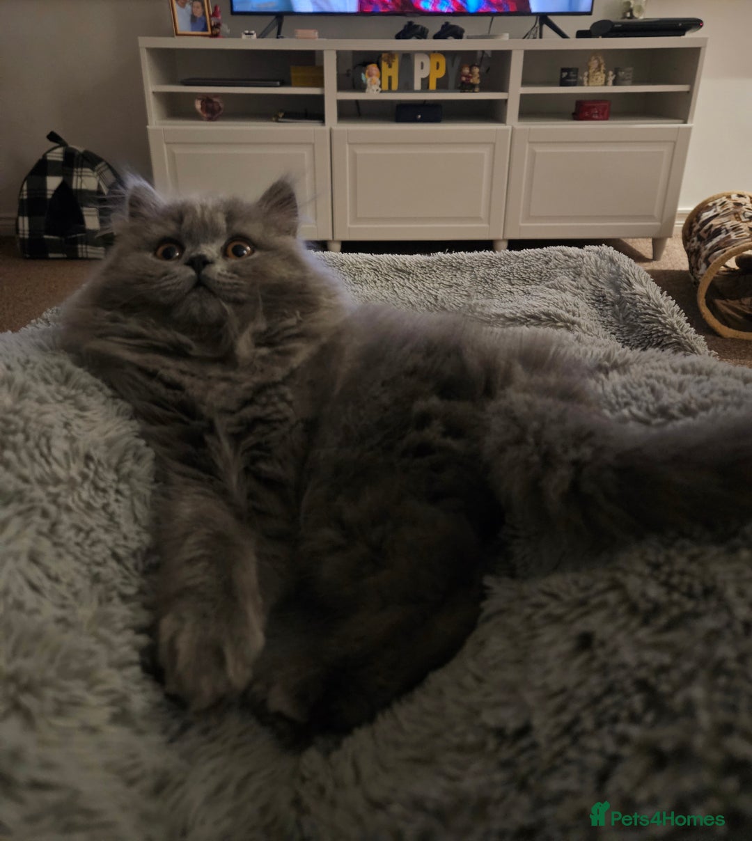 British Longhair cats for sale: Gorgeous GCCF long-haired British girl  - Image 13