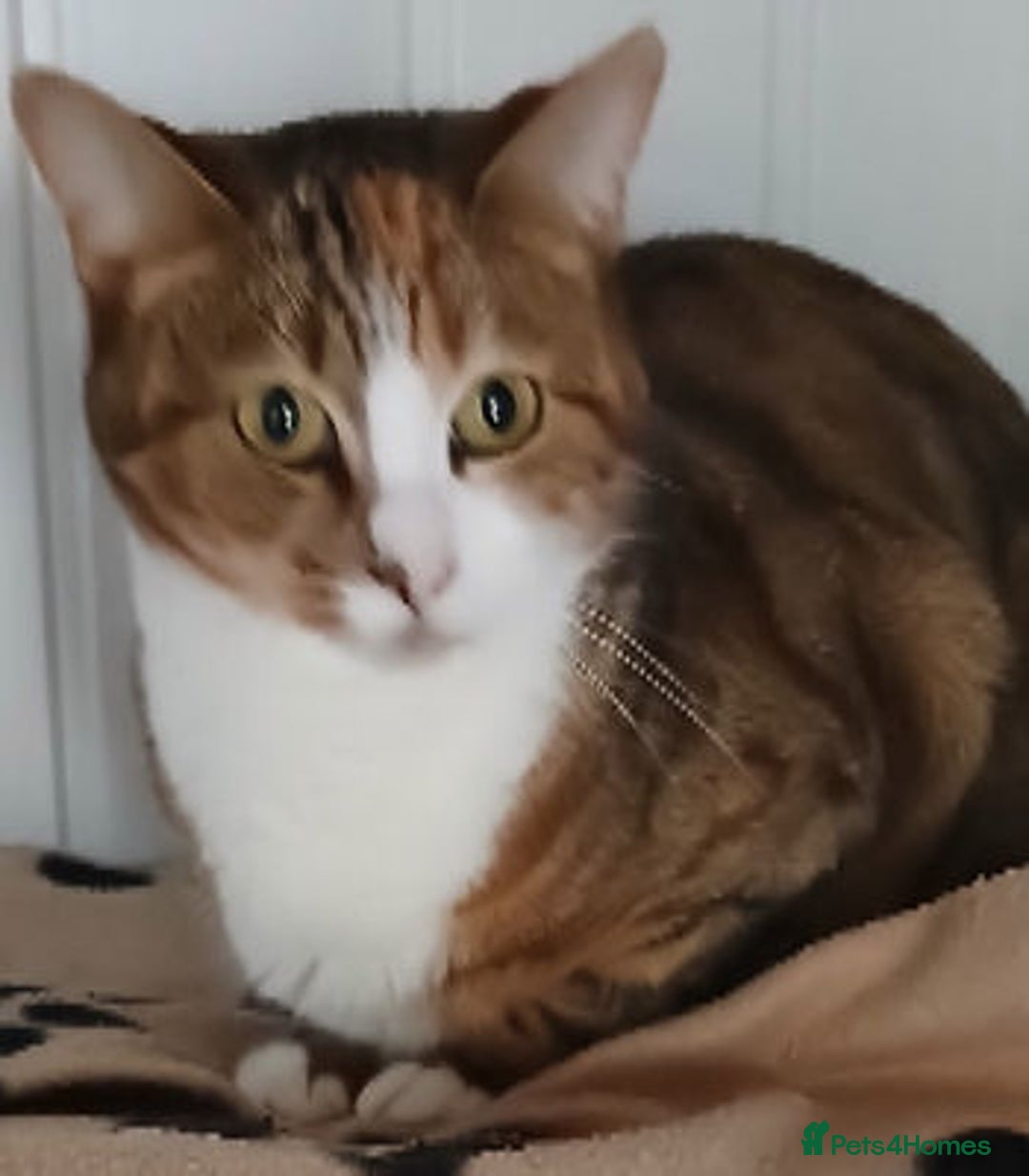 Tabby Cats for adoption | Pets4Homes