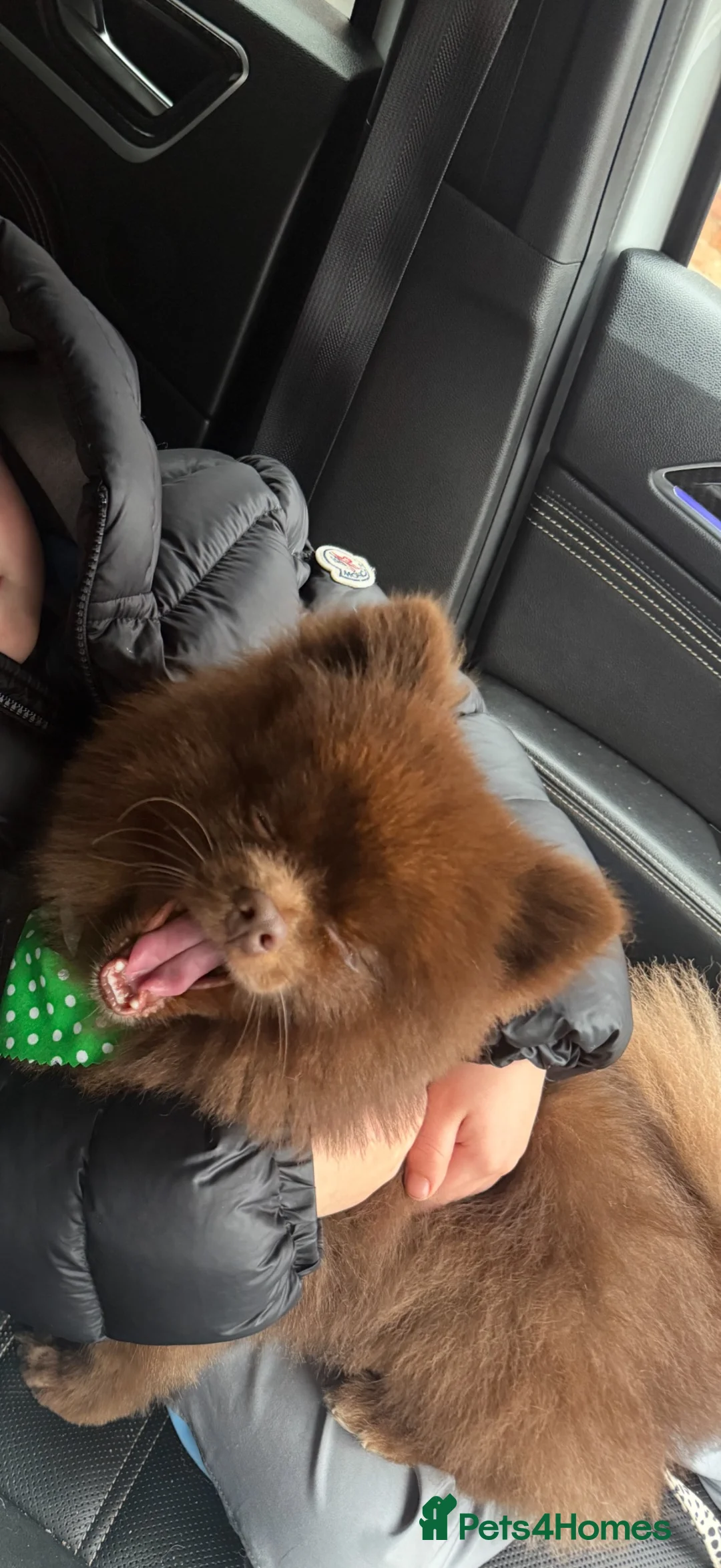 Pomeranian dogs for stud: 🐾 Chocolate Pomeranian Stud – “Diddy” 🐾 - Advert 2