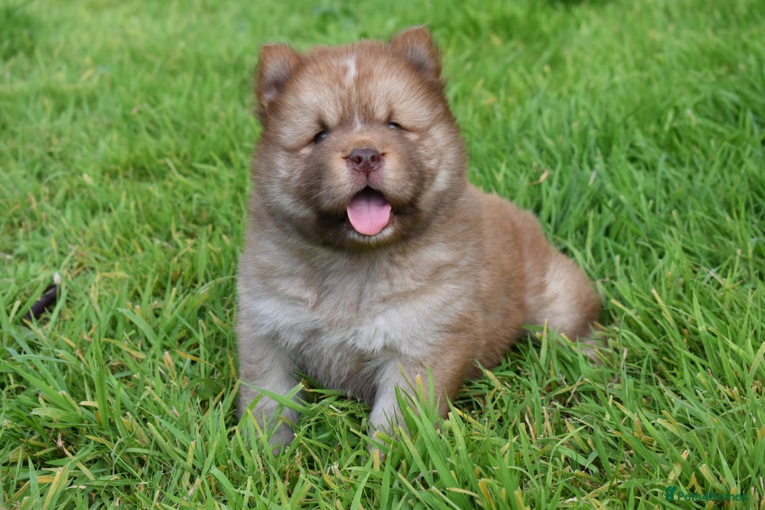 Siberian Husky dogs for sale: Beautiful Chowski puppies  - Image 4
