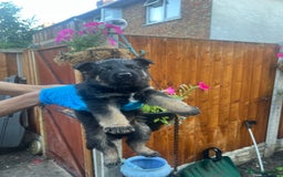 German Shepherd dogs for sale: Black German Shepherded Puppies for Sale - Image 13
