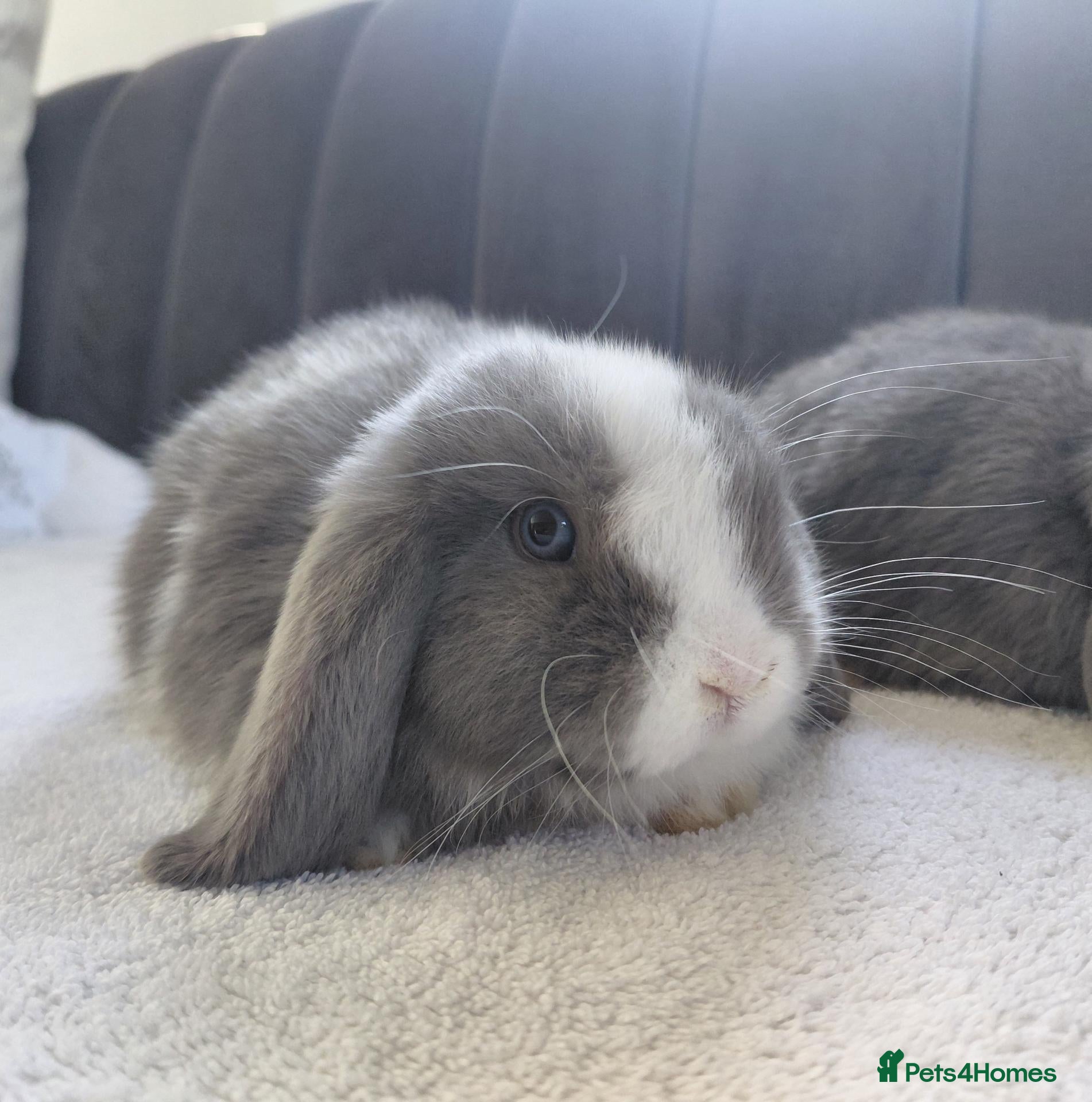 Mini Lop rabbits Gorgeous Baby Mini Lops - Advert 2