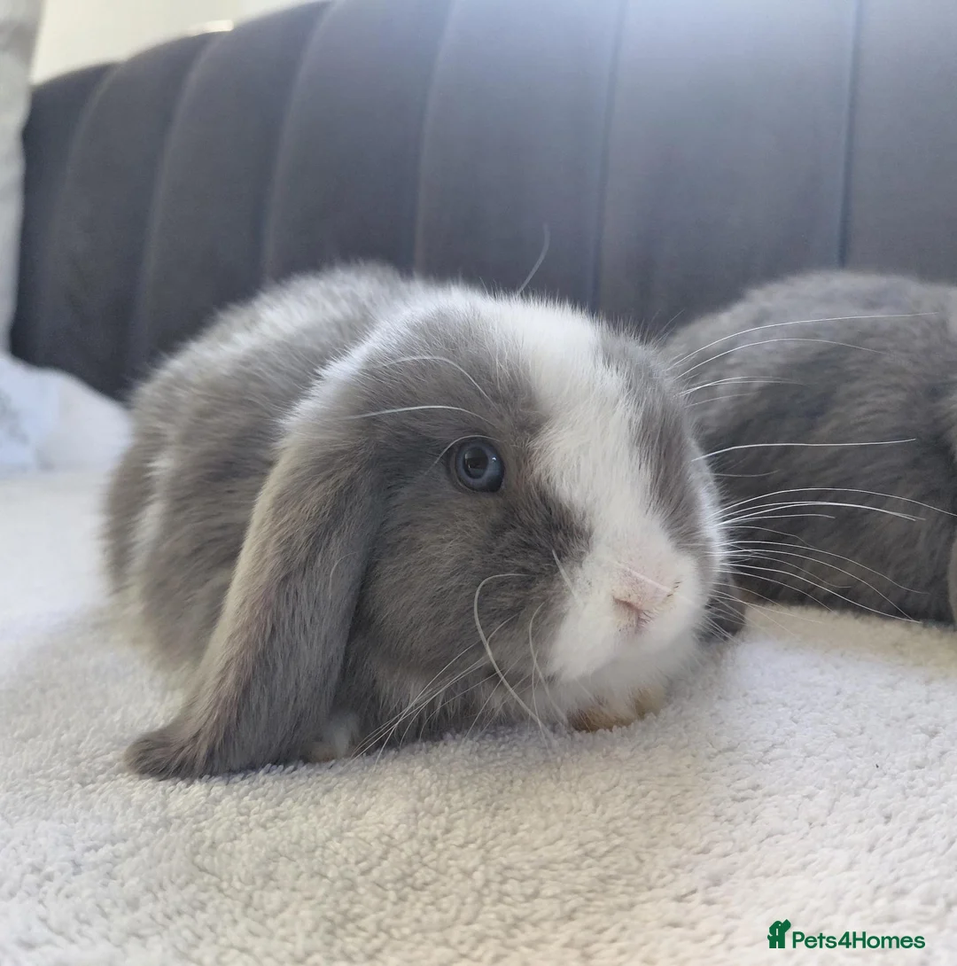 Mini Lop rabbits for sale: Gorgeous Baby Mini Lops - Advert 2