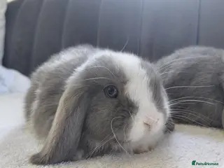 Mini Lop rabbits Gorgeous Baby Mini Lops - Advert 2