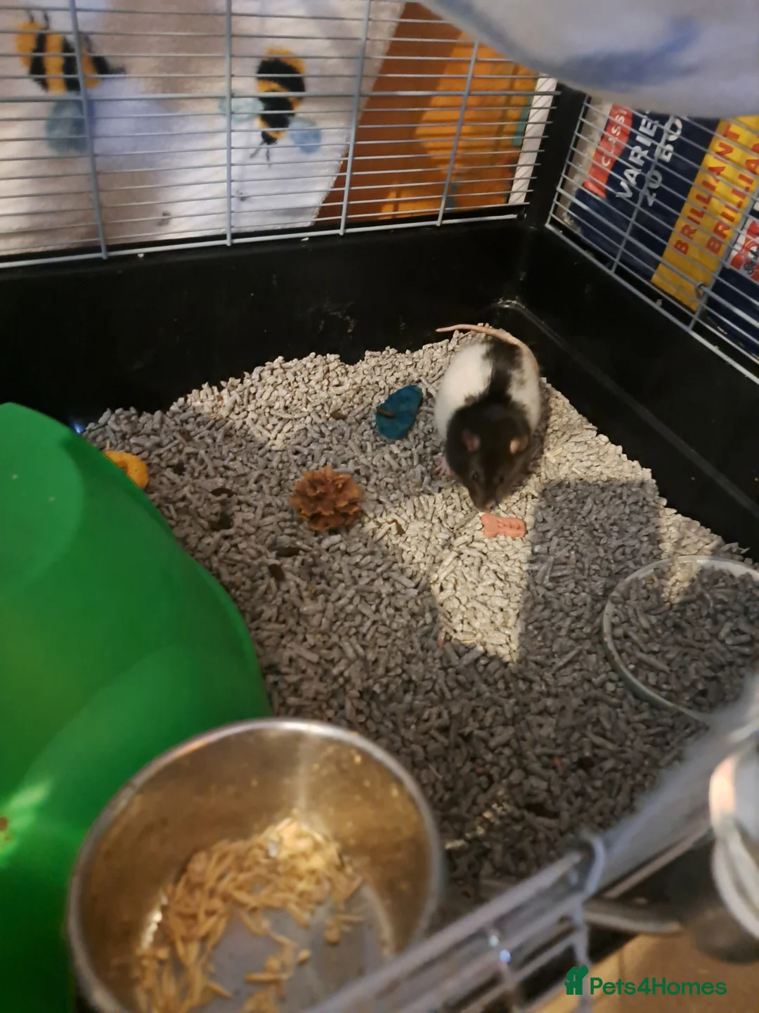 Rat rodents for sale: 3 Boy rats and full set up. Sad sale. in Leeds - Advert 3