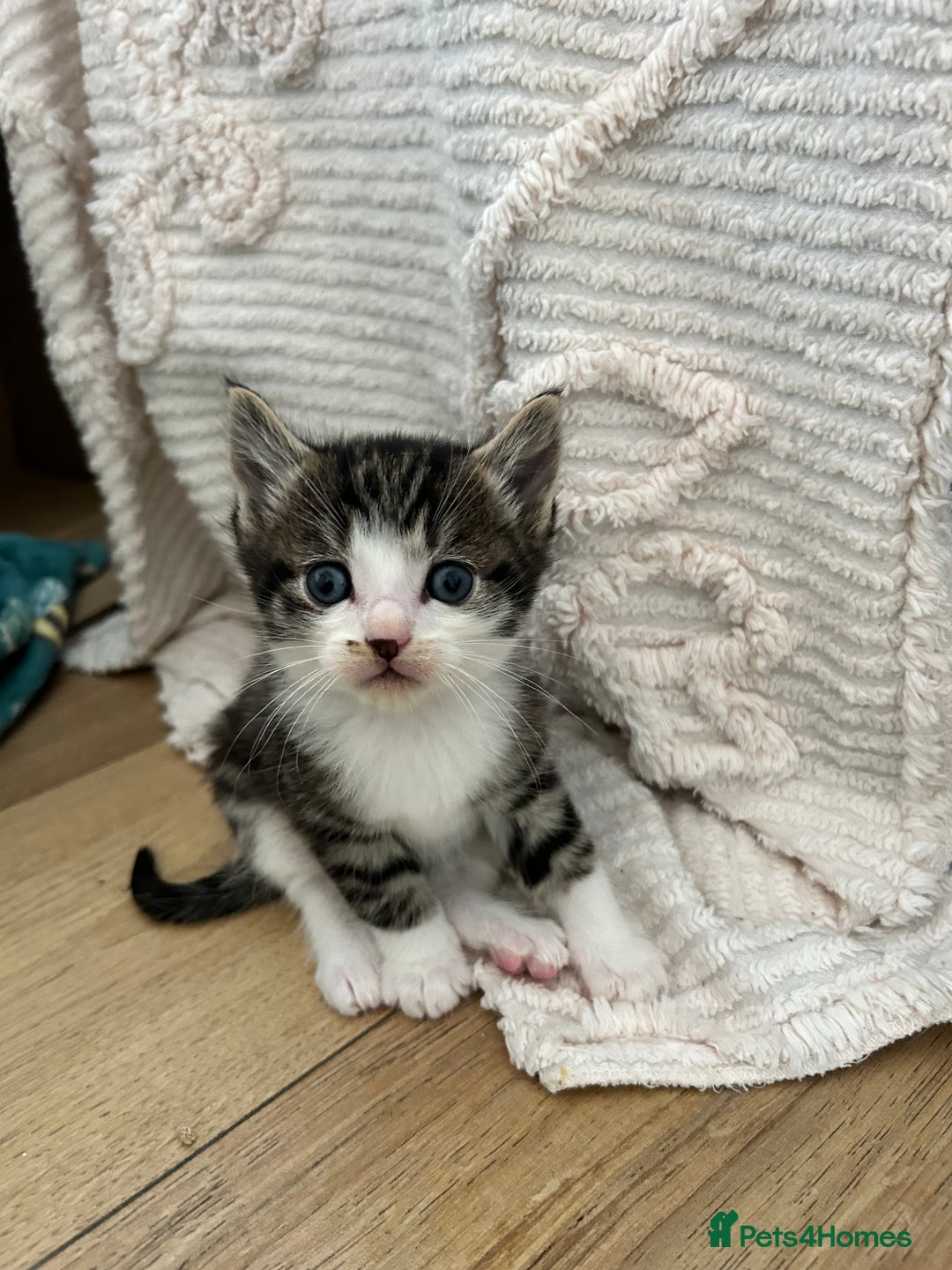 Maine Coon cats for sale: Ragcoon polydactyl kittens - Image 15