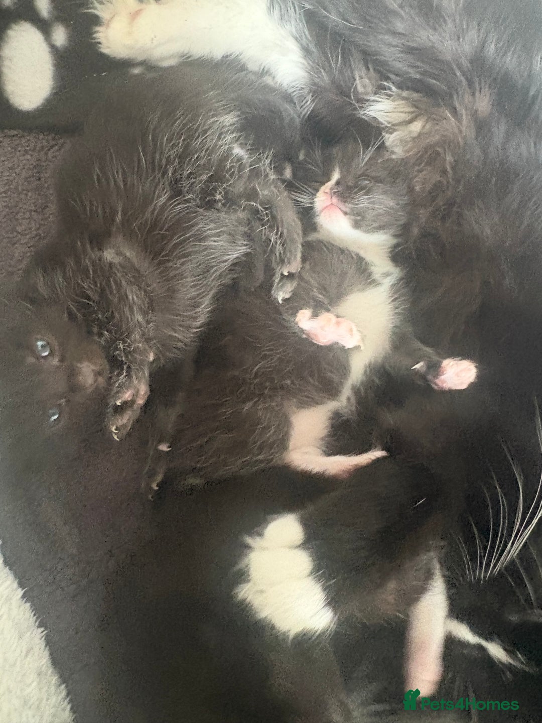 Mixed Breed cats for sale: Kittens for sale ❤️ - Advert 2
