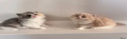 British Shorthair cats for sale: British Shorthair & Longhair Kittens GCCF Reg - Advert 12