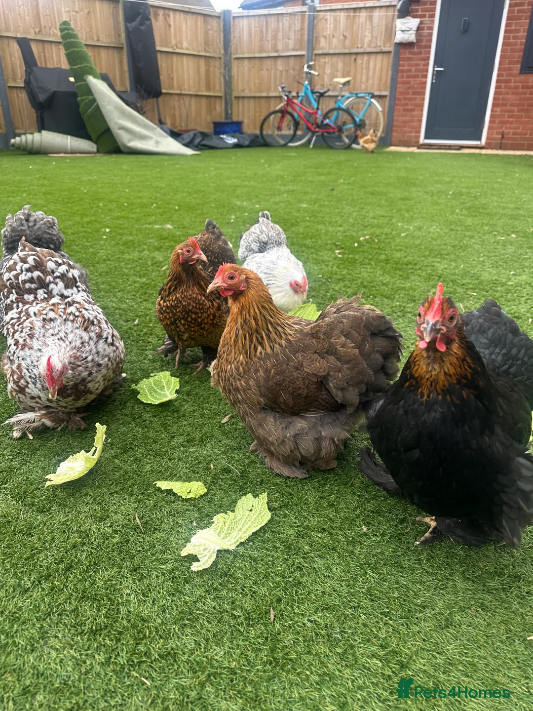 Chickens poultry for sale: 9 Batam Pekins  - Advert 10