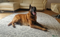 Belgian Shepherd Dog dogs for stud: KC, PURE Malinois Stud: Health Tested. Proven  in Rugby - Image 3