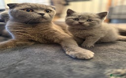 Scottish Fold cats for sale: Scottish Fold Kitten Looking for Home - Image 5