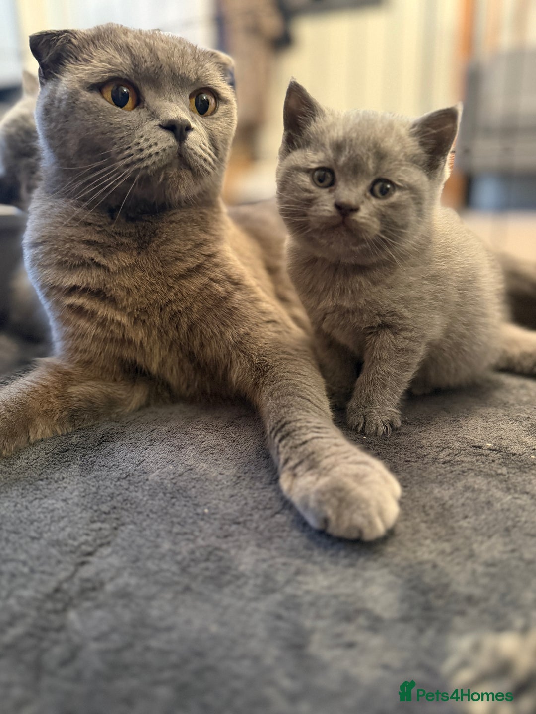 Scottish Fold cats for sale: Scottish Fold Kitten Looking for Home - Image 5