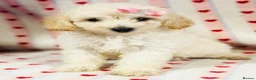 Toy Poodle dogs for sale: Beautiful toy poodles, ready now  - Advert 3