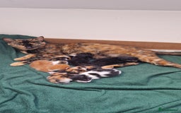 Mixed Breed cats for sale: Gorgeous Turtle Ginger Black Fluffy Kittens  - Image 13
