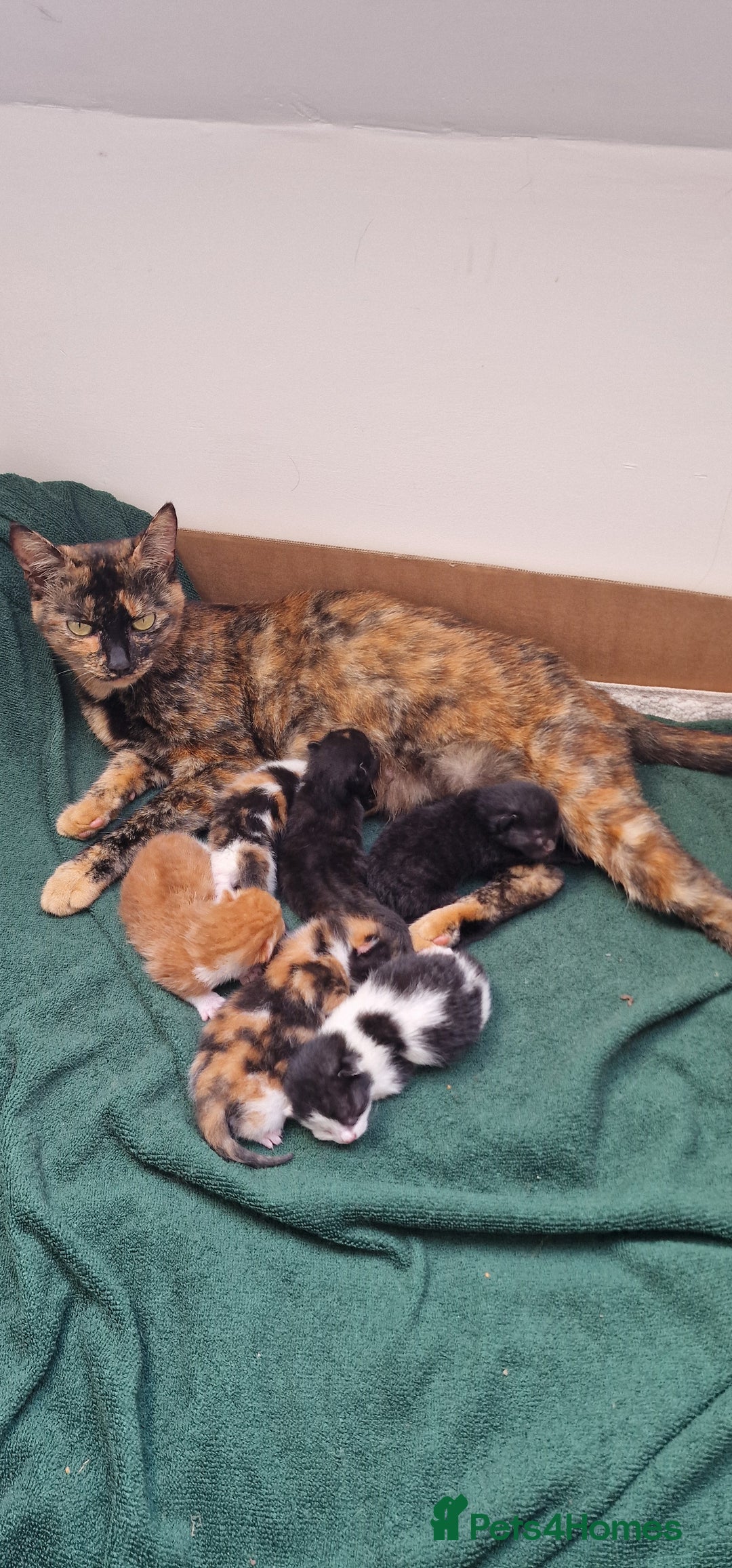 Mixed Breed cats for sale: Gorgeous Turtle Ginger Black Fluffy Kittens  - Image 13