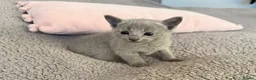 Russian Blue cats for sale: TICA registered pedigree russian blue kittens - Advert 11