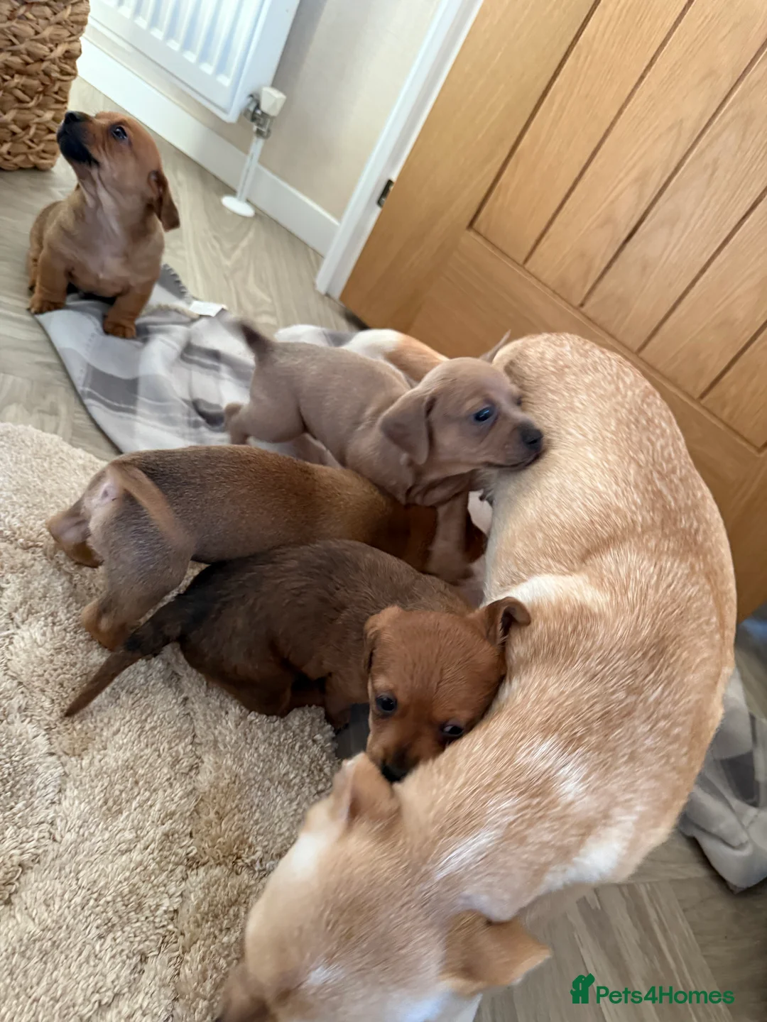 Chiweenie dogs for sale: Beautiful Chiweenie for sale  - Advert 11