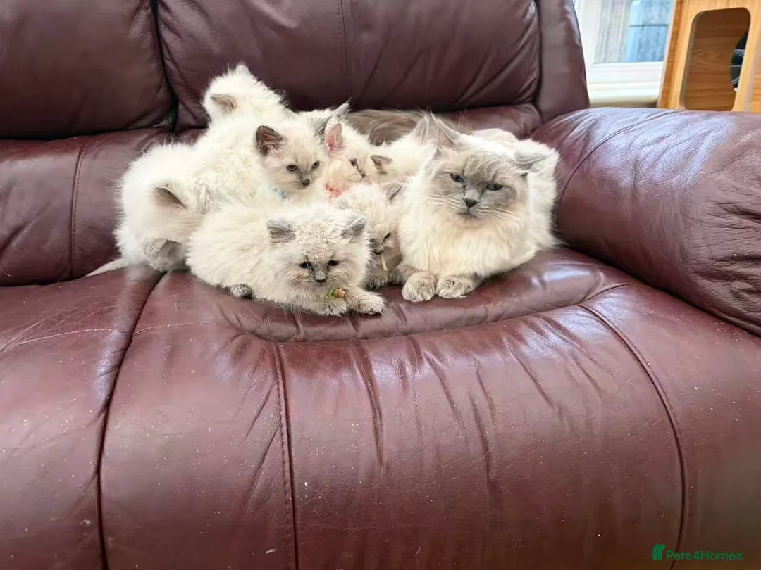 Ragdoll cats for sale: 9 purebred Ragdoll cats are waiting to leave. - Advert 1