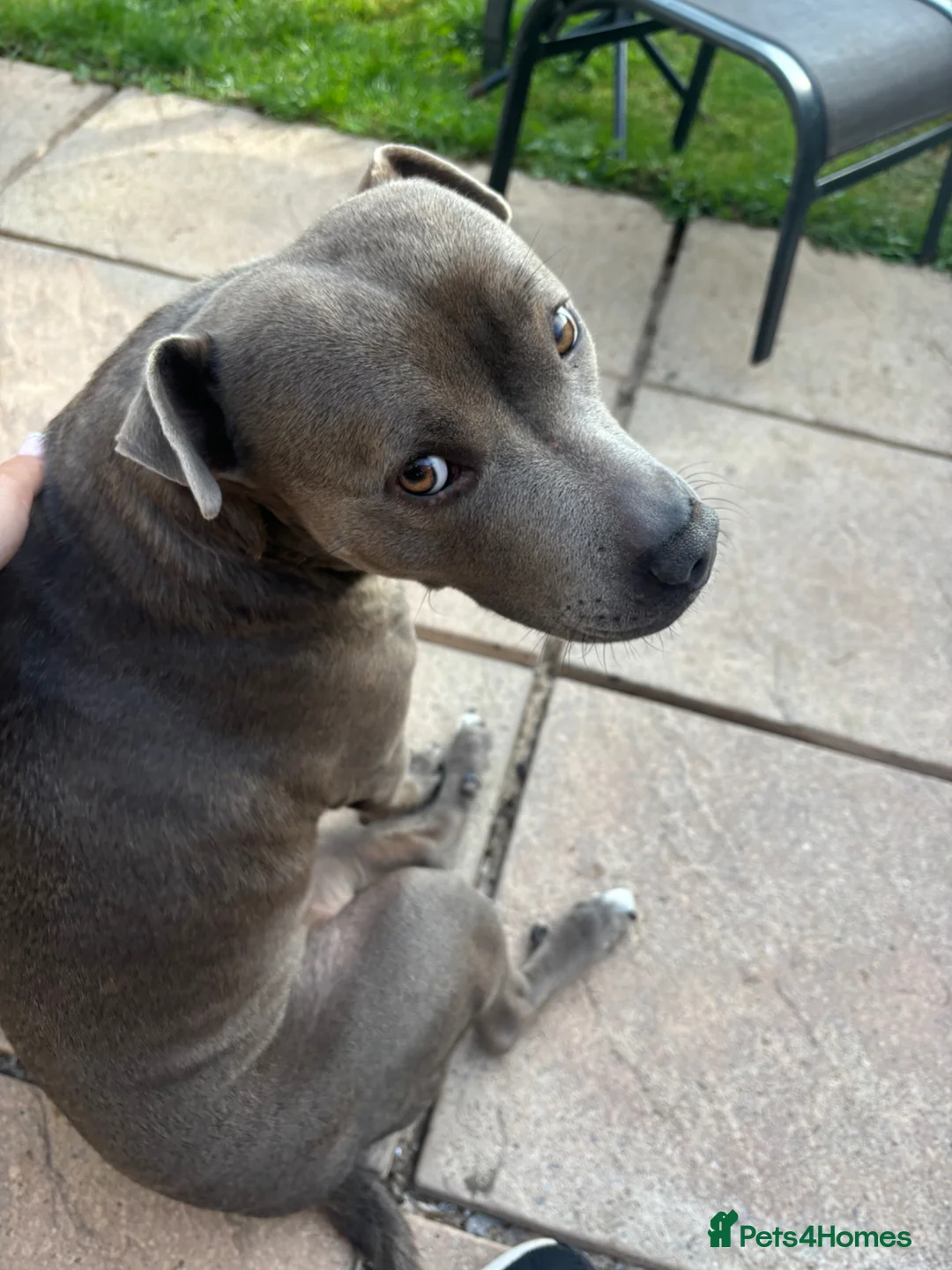 Staffordshire Bull Terrier dogs for sale: Beautiful blue Staffordshire bull terrier puppies. in Doncaster - Advert 1