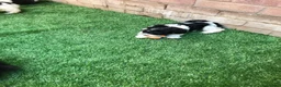 Havanese dogs for sale: Stunning Havanese puppies  in Bournemouth - Advert 5