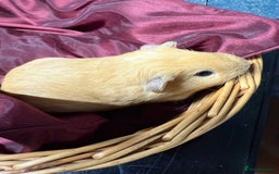 Guinea Pig rodents for sale: Adorable baby Guinea Pigs for loving homes  - Image 7