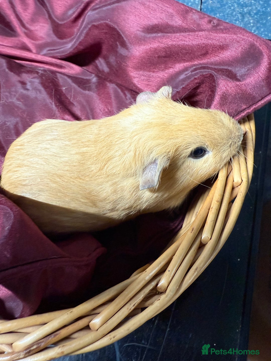 Guinea Pig rodents for sale: Adorable baby Guinea Pigs for loving homes  - Image 7