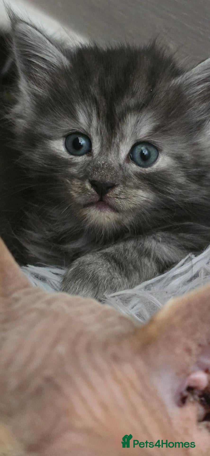 Mixed Breed cats Silver smoked maincoon cross - Advert 2