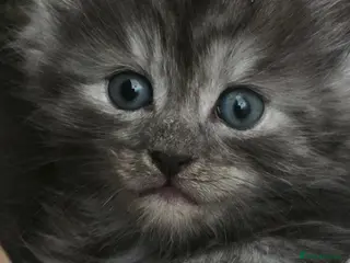 Mixed Breed cats Silver smoked maincoon cross - Advert 2