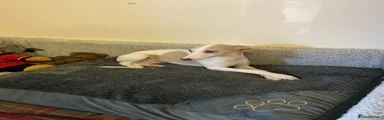 Whippet 2