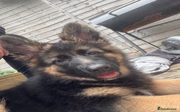 German Shepherd dogs for sale: GSD Puppy (F) - Image 2