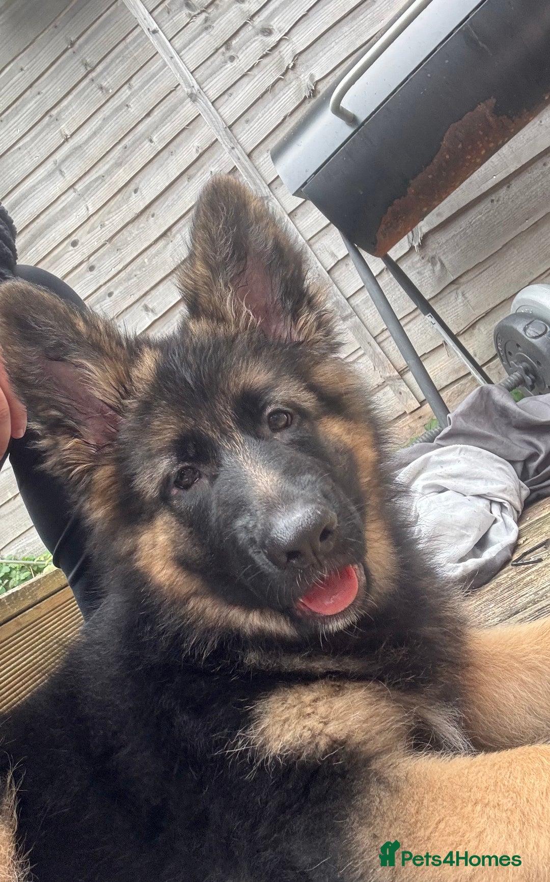 German Shepherd dogs for sale: GSD Puppy (F) - Image 2